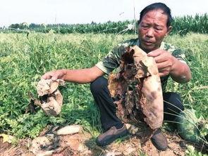 砀山最新吃瓜爆料事件新闻,神秘事件引发网友热议